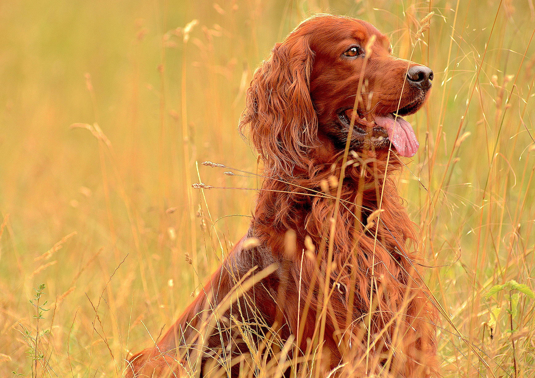 Jasko a rejoint le concours — aidez-le/la à gagner de superbes lots ! boykin_spaniel, canidae, carnivore, cocker_spaniel, dog, dog_breed, english_cocker_spaniel, english_setter, german_spaniel, irish_red_and_white_setter, irish_setter, liver, mammal, picardy_spaniel, retriever, russian_spaniel, setter, spaniel, sporting_group, vertebrate