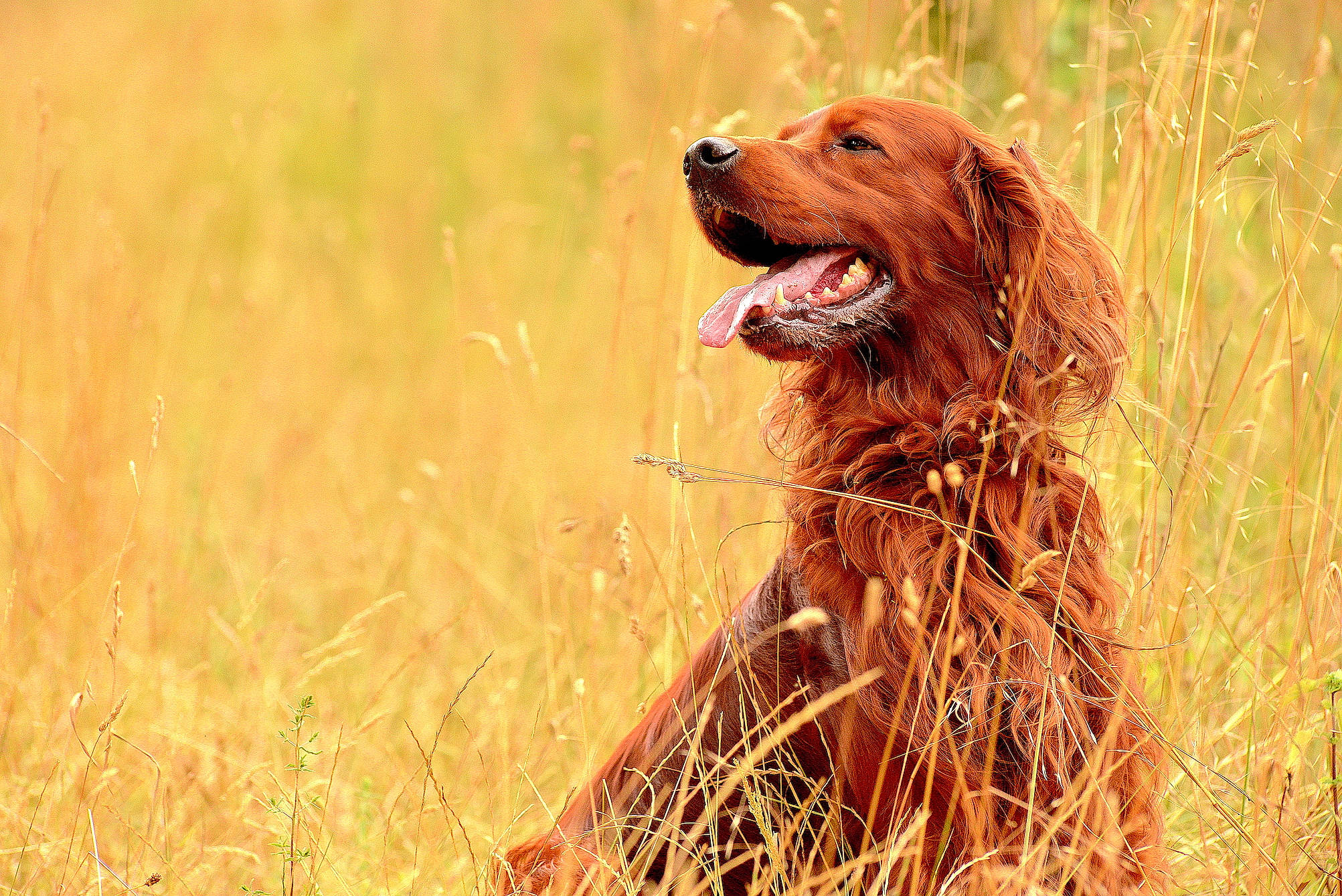 Jasko participe au concours pour gagner de l'argent avec cette photo : canidae, carnivore, cocker_spaniel, dog, dog_breed, english_cocker_spaniel, english_setter, golden_retriever, grass, hunting_dog, irish_red_and_white_setter, irish_setter, mammal, picardy_spaniel, retriever, russian_spaniel, setter, spaniel, sporting_group, vertebrate