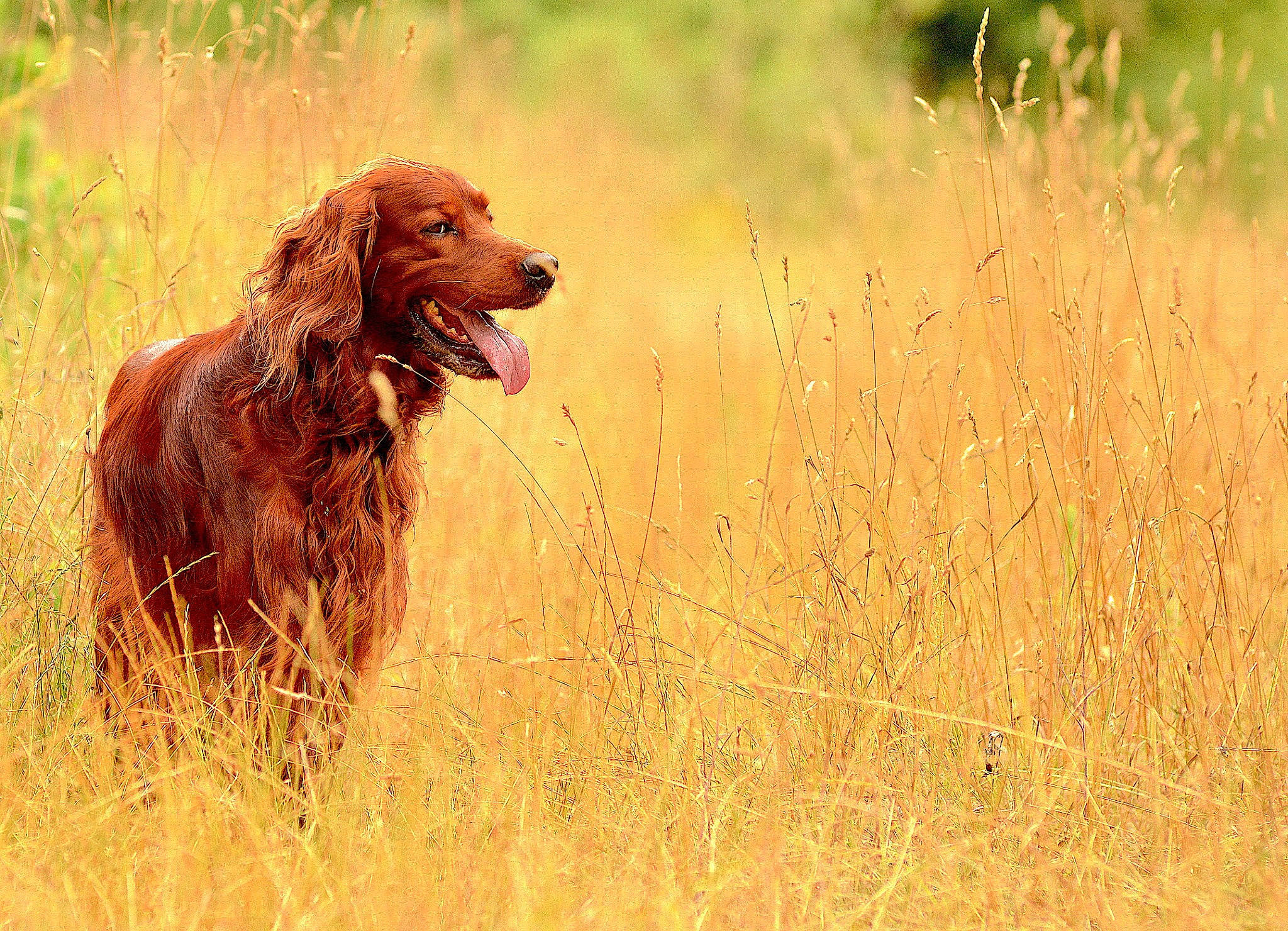 Jasko participe au concours pour gagner de l'argent avec cette photo : boykin_spaniel, canidae, carnivore, dog, dog_breed, english_cocker_spaniel, german_longhaired_pointer, german_spaniel, hunting_dog, irish_red_and_white_setter, irish_setter, liver, mammal, picardy_spaniel, retriever, russian_spaniel, setter, sporting_group, sussex_spaniel, vertebrate