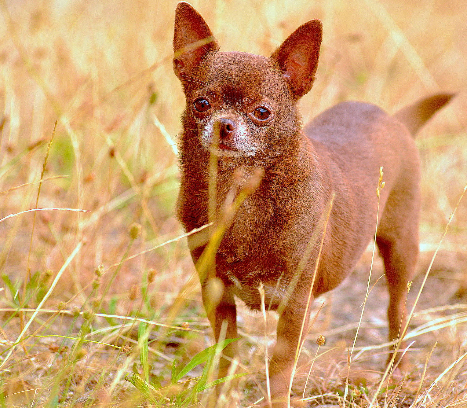Lulu participe au concours pour gagner de l'argent avec cette photo : canidae, carnivore, chihuahua, companion_dog, dog, dog_breed, fawn, grass, mammal, puppy, russkiy_toy, snout, toy_dog, vertebrate, wildlife