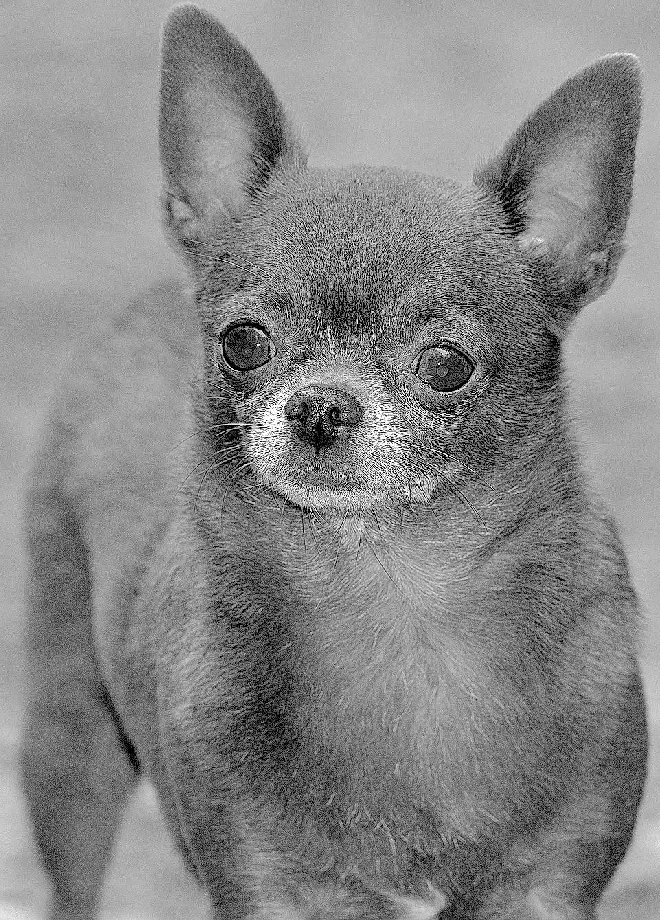 Lulu a rejoint le concours — aidez-le/la à gagner de superbes lots ! black_and_white, canidae, carnivore, chihuahua, close_up, companion_dog, dog, dog_breed, ear, eye, fawn, mammal, monochrome, photography, puppy, snout, toy_dog, vertebrate, whiskers, white
