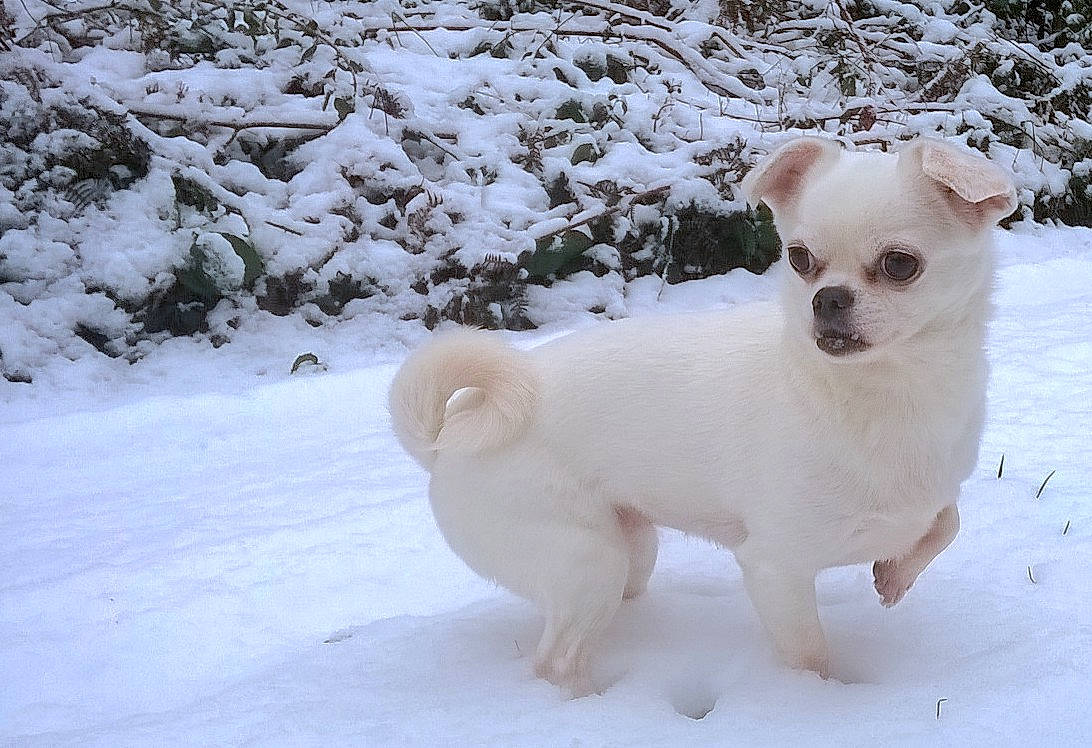 Chloé participe au concours pour gagner de l'argent avec cette photo : ancient_dog_breeds, canidae, carnivore, chihuahua, companion_dog, dog, dog_breed, fawn, mammal, puppy, rare_breed_dog, snout, snow, tail, toy_dog, vertebrate, winter
