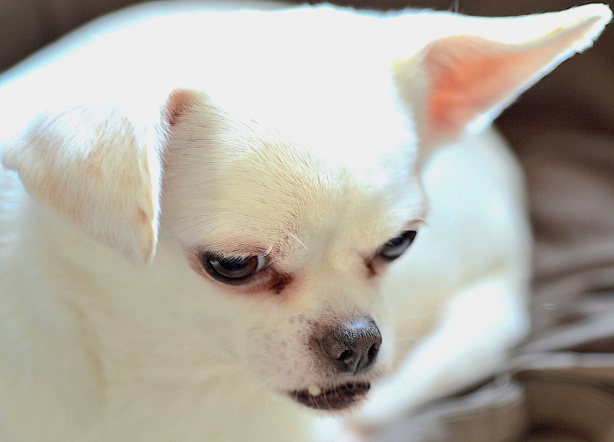 Chloé a rejoint le concours — aidez-le/la à gagner de superbes lots ! canidae, carnivore, chihuahua, companion_dog, dog, dog_breed, ear, eye, fawn, head, mammal, nose, puppy, puppy_love, skin, snout, toy_dog, vertebrate, whiskers