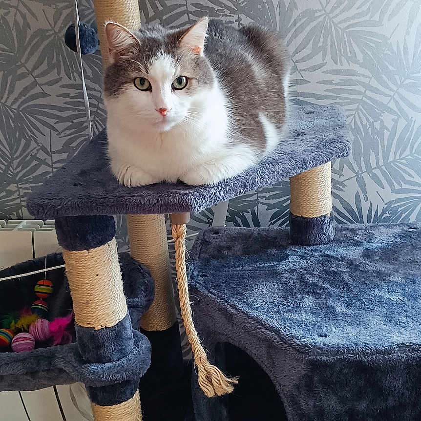 Oscar participe au concours pour gagner de l'argent avec cette photo : animal, cat, cat_tree, cozy, feline, floor, fur, gray, home, indoor, loaf_position, pattern, pet, resting, scratching_post, sisal, tile, toy, wallpaper, white