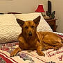 dog, bed, pillow, blanket, lamp, butterfly, furniture, indoor, brown_dog, relaxed, pet, cozy, decor, table, animal, canine, resting, home, comfort, fur