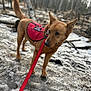 Cheflo joined the competition — help win amazing prizes! dog, emotional_support, red_vest, leash, forest, trees, winter, ice, snow, outdoor, animal, pet, canine, alert, standing, nature, cold, brown_fur, walking, daylight