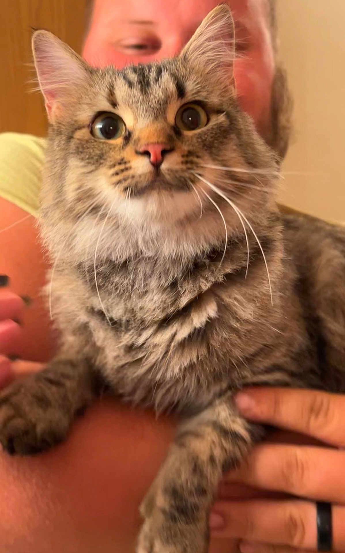 Fiona joined the competition — help win amazing prizes! cat, tabby, fluffy, pet, animal, feline, wide_eyes, person, hand, indoor, close_up, portrait, fur, whiskers, cute, domestic_animal, mammal, holding, face, blurred_background