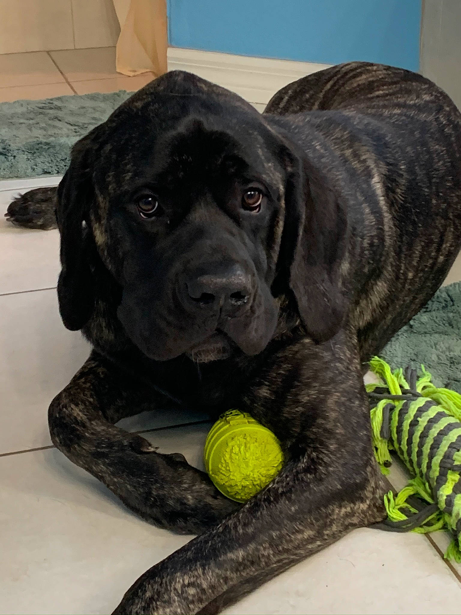 Rosie joined the competition — help win amazing prizes! ball, canidae, carnivore, collar, companion_dog, dog, dog_breed, dog_collar, dog_toy, fur, guard_dog, gun_dog, personal_protective_equipment, snout, sporting_group, sports_equipment, sports_toy, tennis_ball, whiskers, working_animal