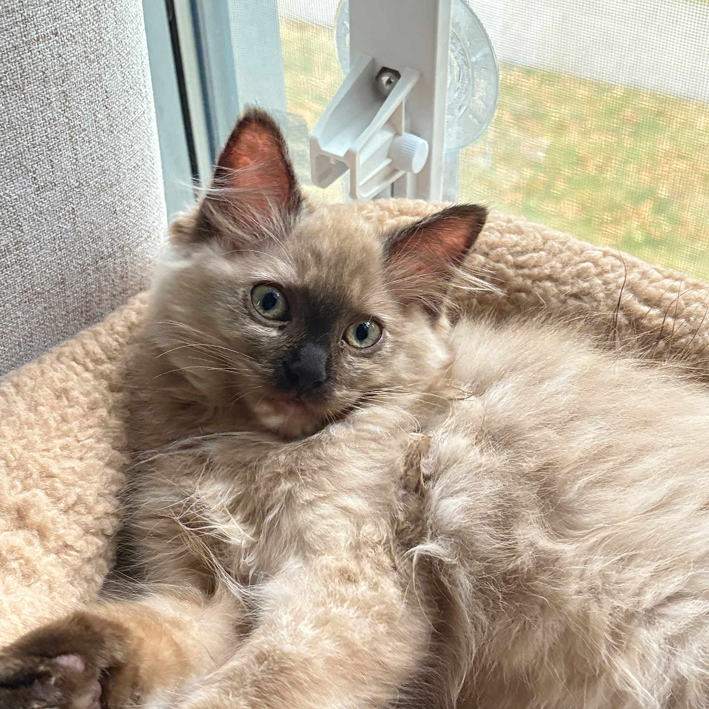 Willow joined the competition — help win amazing prizes! animal, blanket, cat, cozy, curious, cute, domestic, ears, feline, fluffy, fur, indoor, kitten, laying, paws, pet, relaxed, soft, window, young