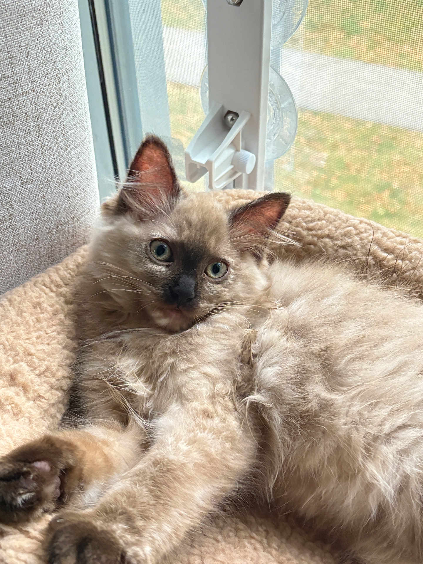 Willow