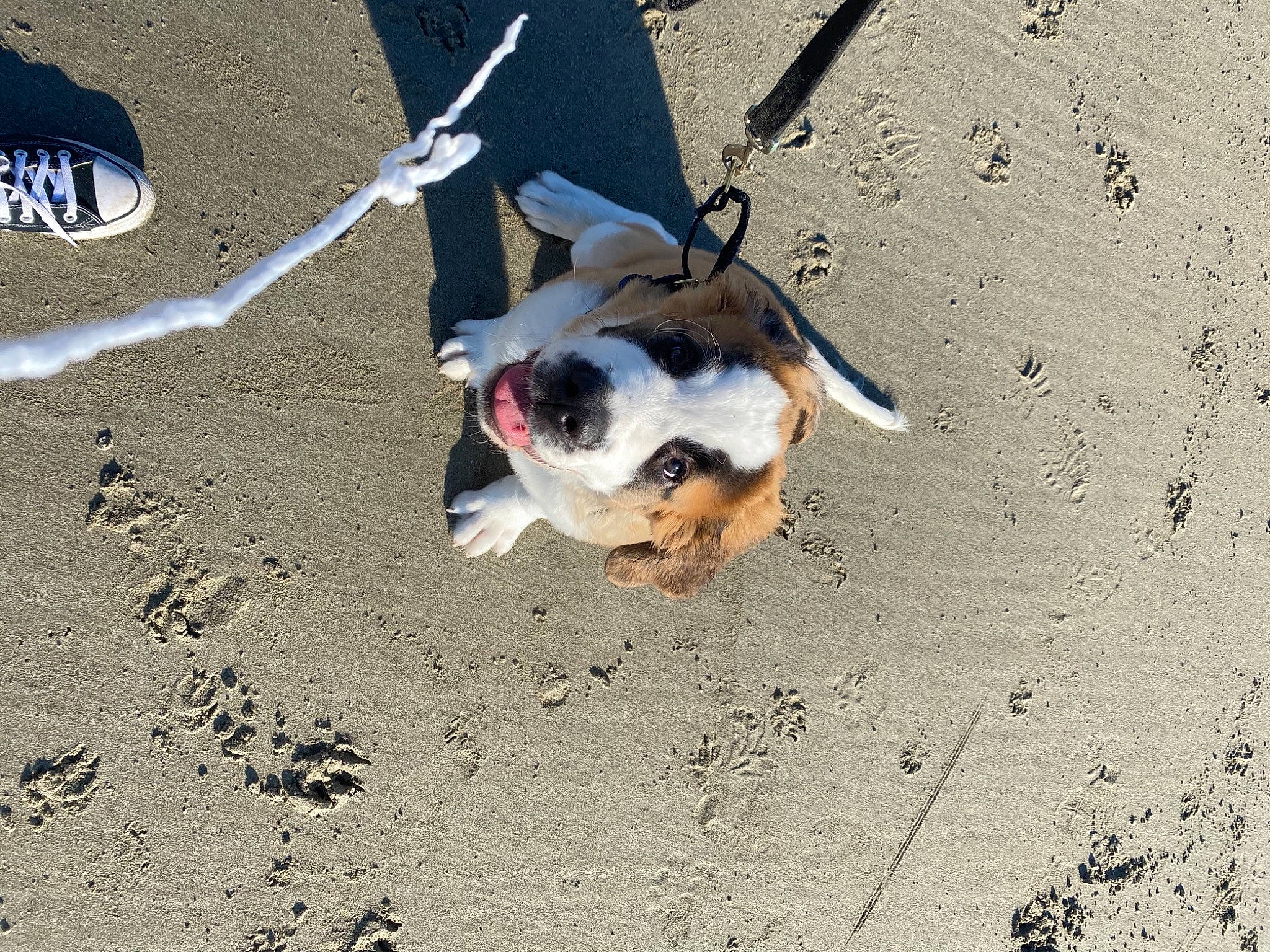 Bowser joined the competition — help win amazing prizes! canidae, carnivore, collar, companion_dog, dog, dog_breed, dog_collar, dog_supply, fawn, hunting_dog, leash, paw, pet_supply, sand, shadow, snout, sporting_group, working_animal, working_dog