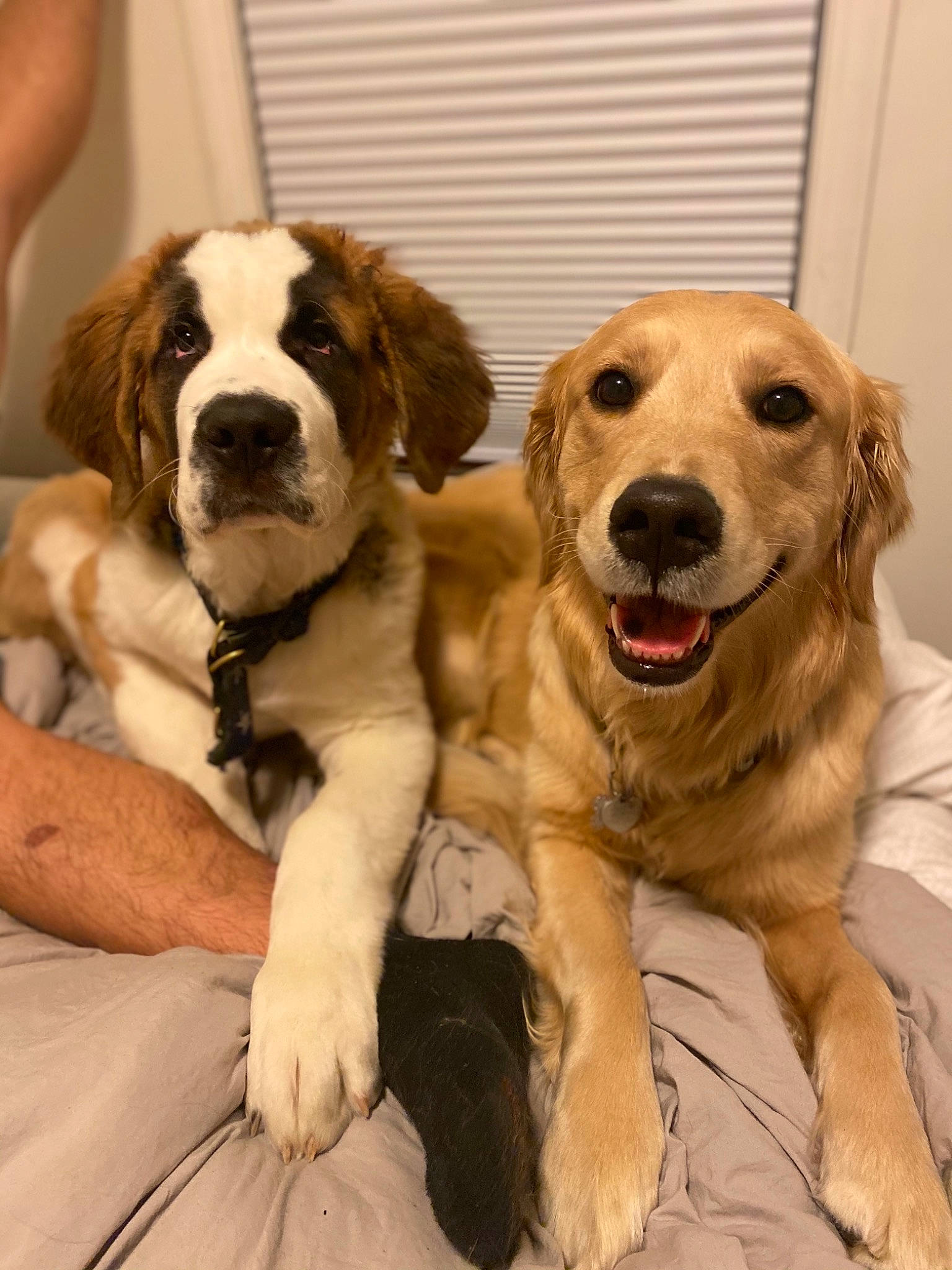 Bowser is registered to the contest to win money with this photo: beige, canidae, carnivore, collar, comfort, companion_dog, dog, dog_breed, dog_collar, fawn, fur, pet_supply, retriever, snout, sporting_group, tongue, vertebrate, whiskers, working_animal, working_dog