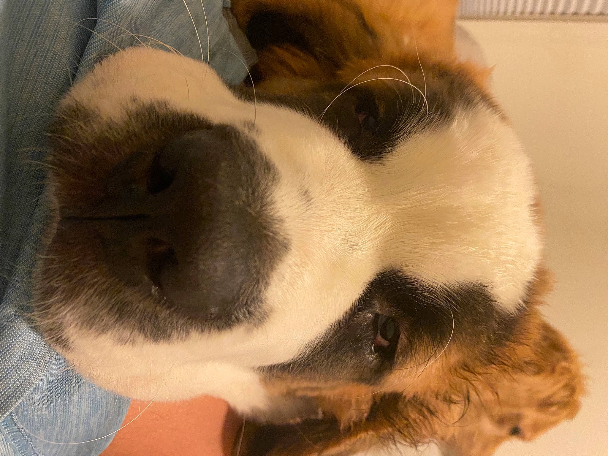 Bowser is registered to the contest to win money with this photo: canidae, carnivore, companion_dog, dog, dog_breed, fawn, fur, puppy, snout, terrestrial_animal, vertebrate, whiskers, working_animal, working_dog