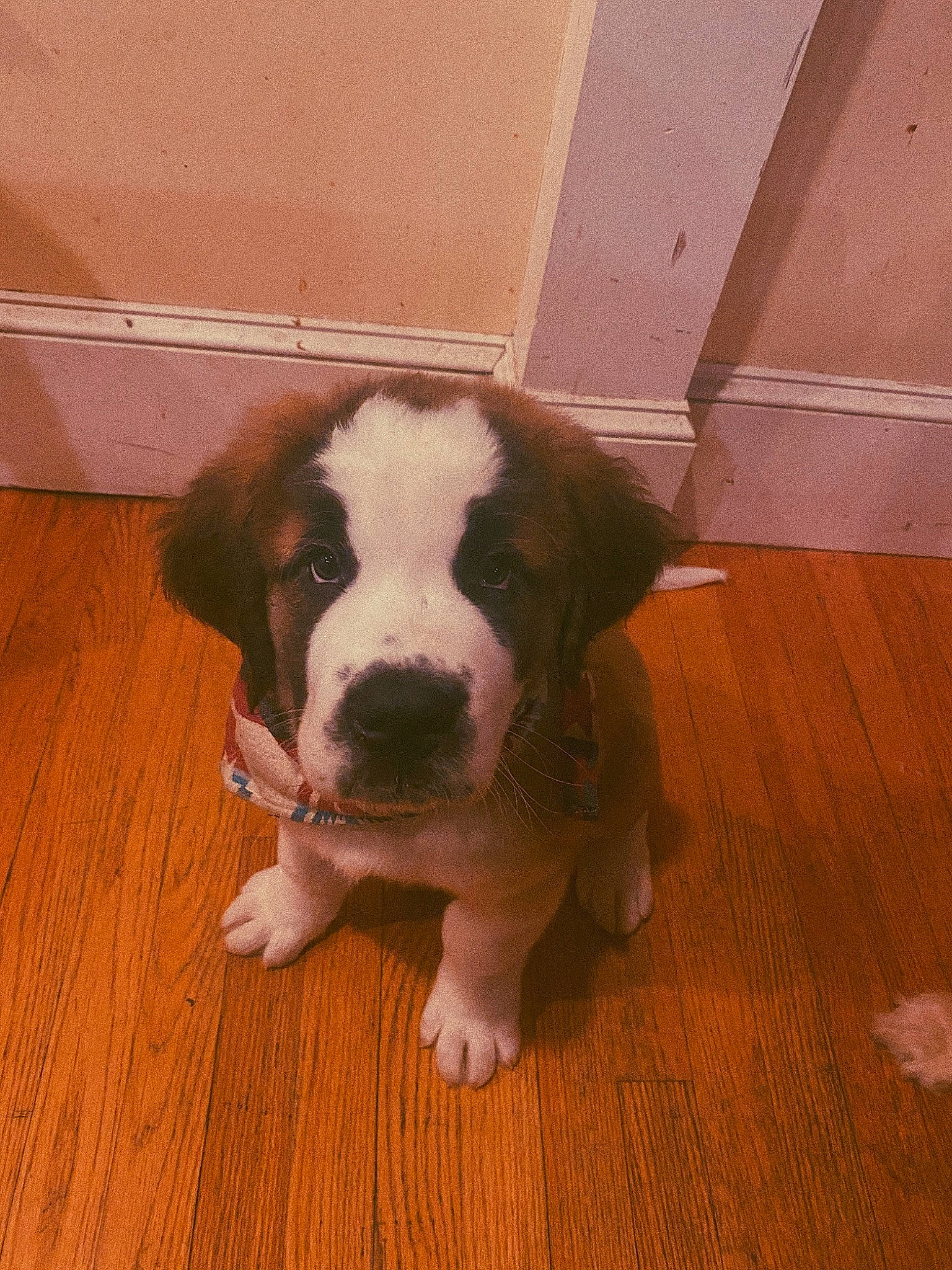 Bowser is registered to the contest to win money with this photo: canidae, carnivore, companion_dog, dog, dog_breed, fawn, floor, flooring, fur, hardwood, laminate_flooring, mammal, plywood, snout, sporting_group, terrestrial_animal, wood, wood_flooring, wood_stain, working_animal