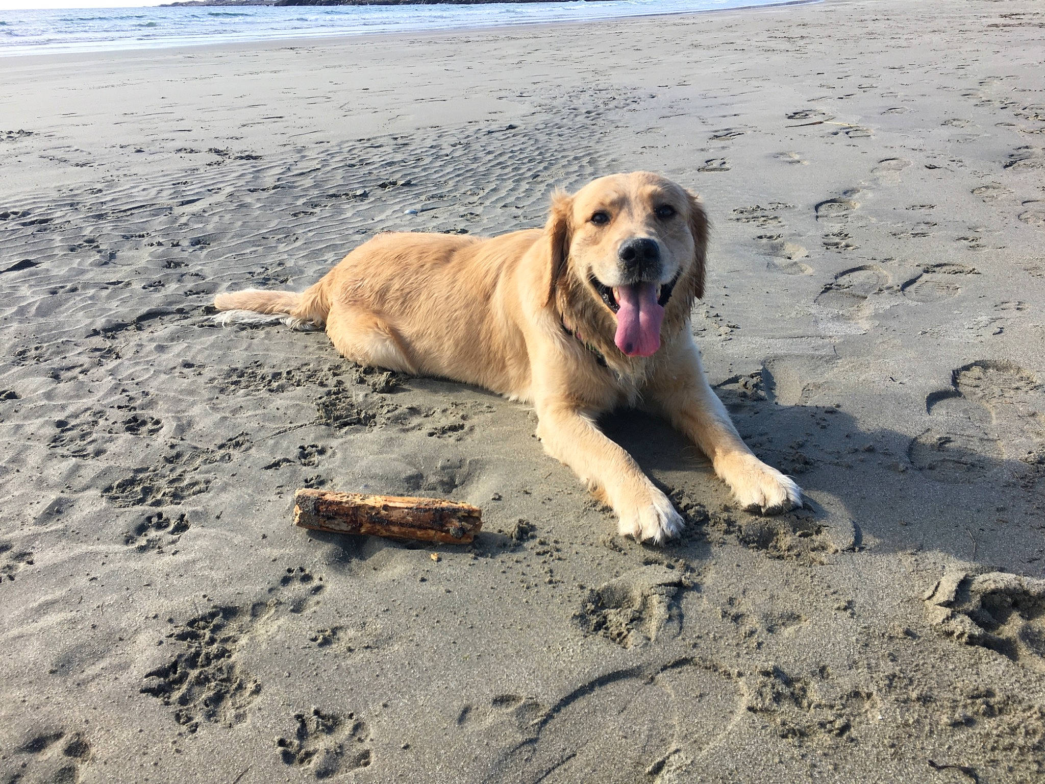 Harlow is registered to the contest to win money with this photo: beach, canidae, carnivore, coast, coastal_and_oceanic_landforms, companion_dog, dog, dog_breed, fawn, hunting_dog, ocean, retriever, sand, sea, shore, snout, soil, sporting_group, summer, wind_wave