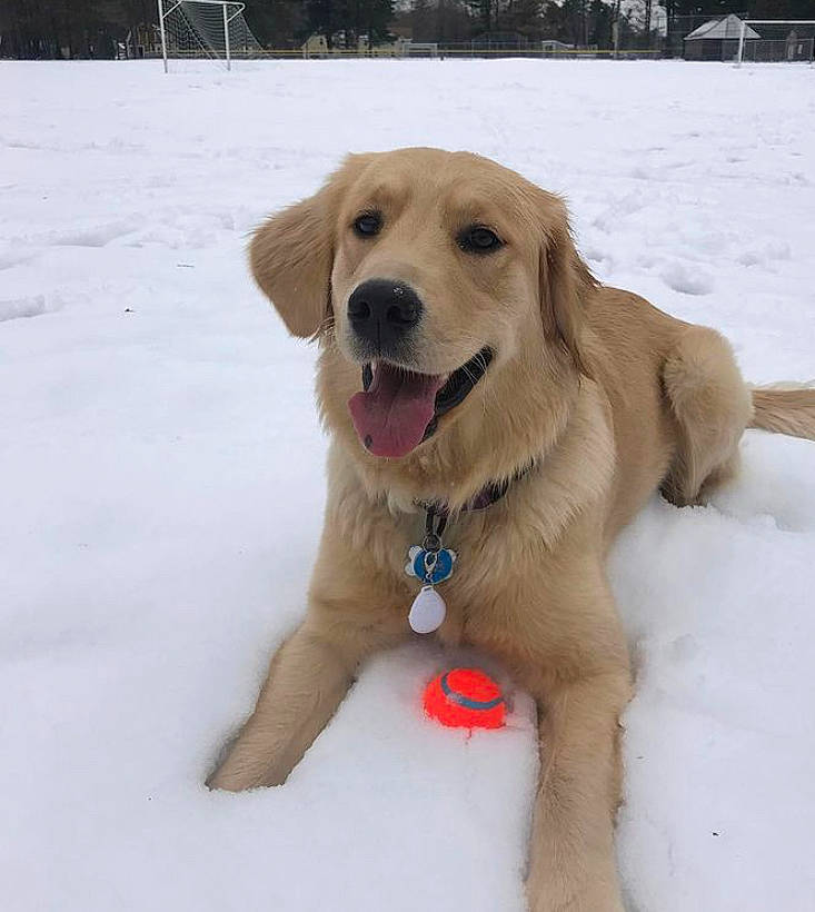 Harlow is registered to the contest to win money with this photo: canidae, carnivore, collar, companion_dog, dog, dog_breed, dog_collar, fawn, freezing, fur, ice, labrador_retriever, mammal, precipitation, retriever, snout, snow, sporting_group, winter, working_animal
