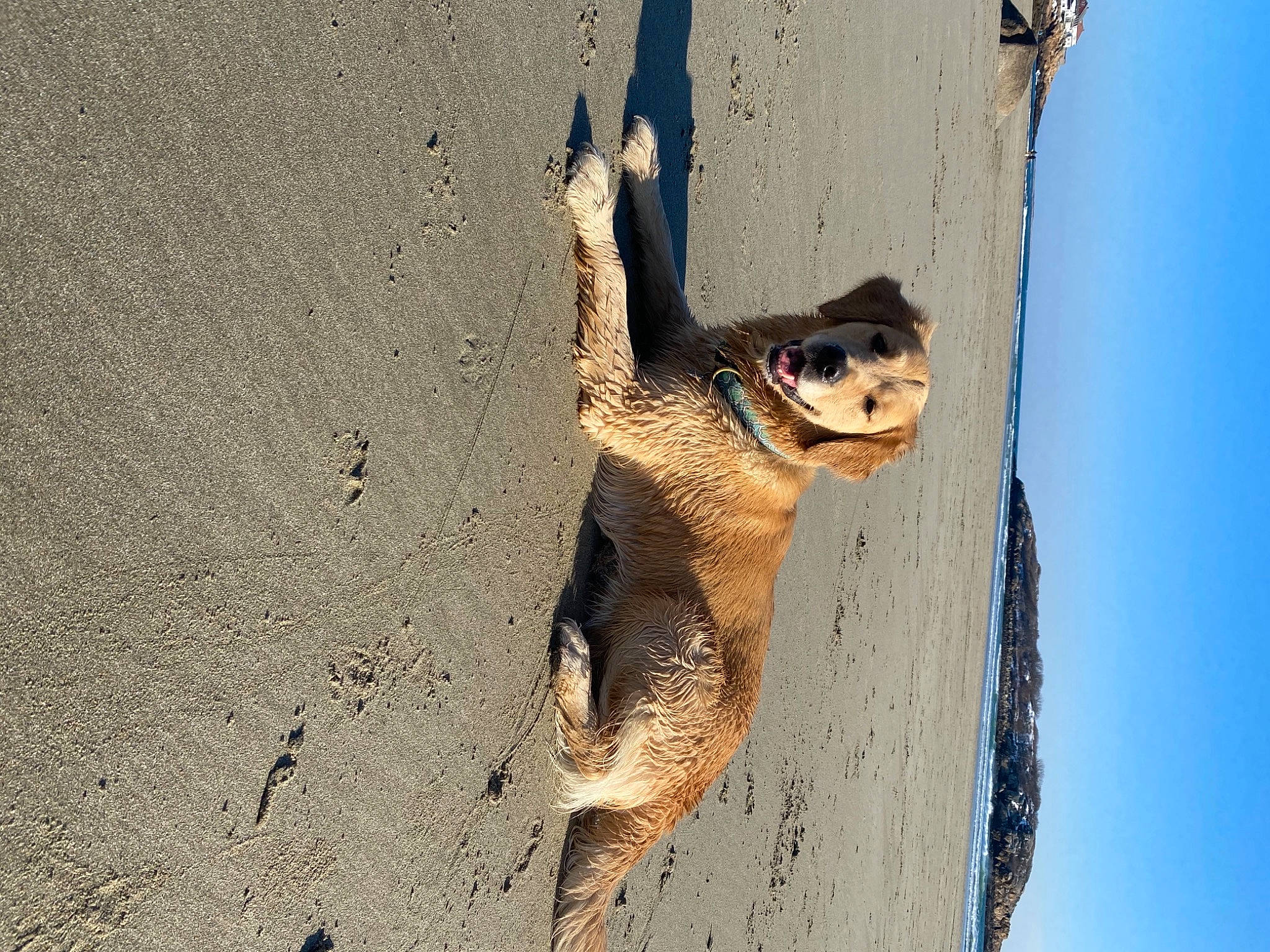 Harlow is registered to the contest to win money with this photo: canidae, carnivore, collar, companion_dog, dog, dog_breed, fawn, sand, shadow, snout, sporting_group, sunlight, tail, working_dog