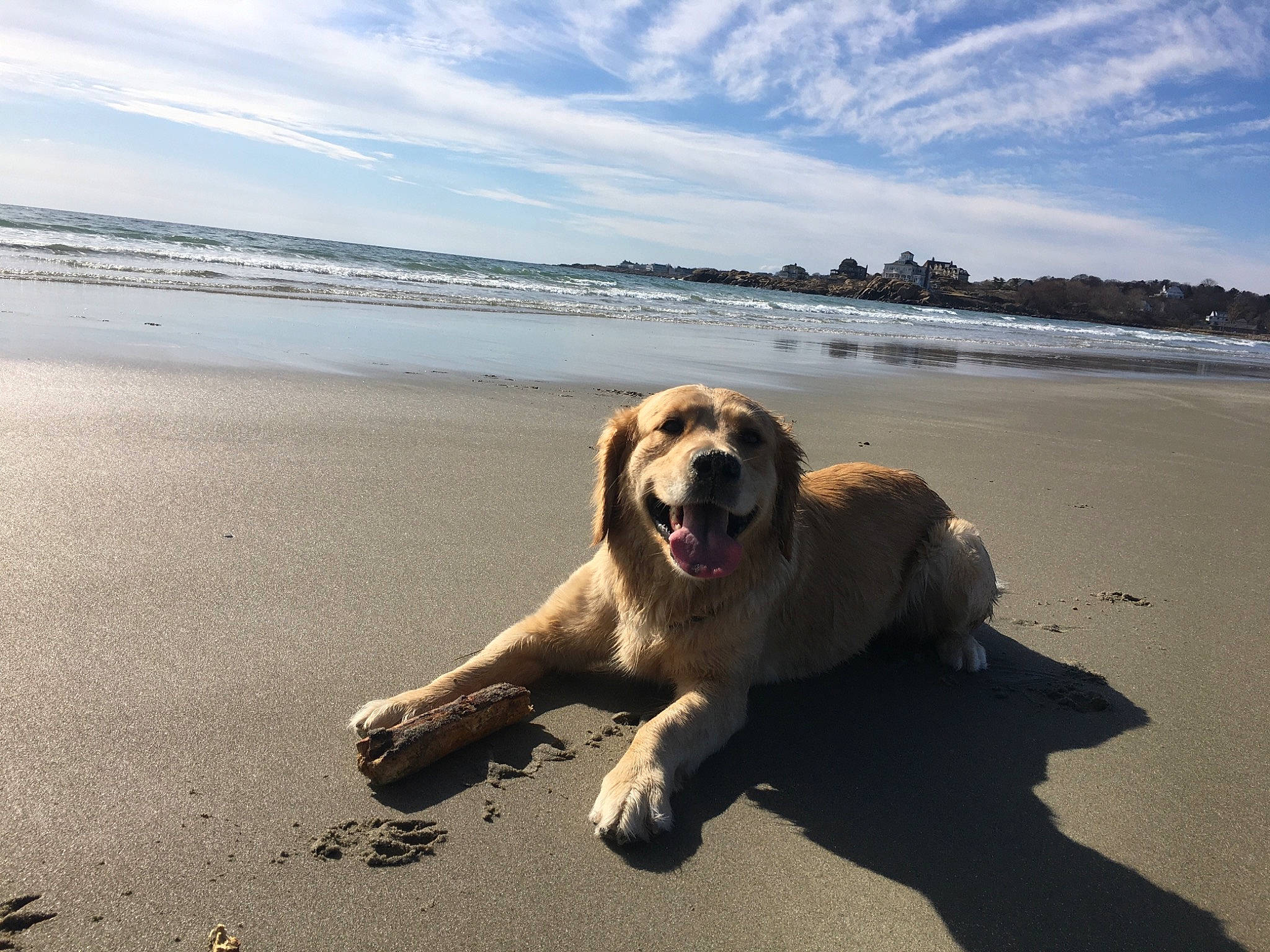 Harlow joined the competition — help win amazing prizes! beach, body_of_water, canidae, carnivore, coast, coastal_and_oceanic_landforms, companion_dog, dog, dog_breed, fawn, fluid, guard_dog, ocean, retriever, sand, sea, shore, sporting_group, summer, wind_wave