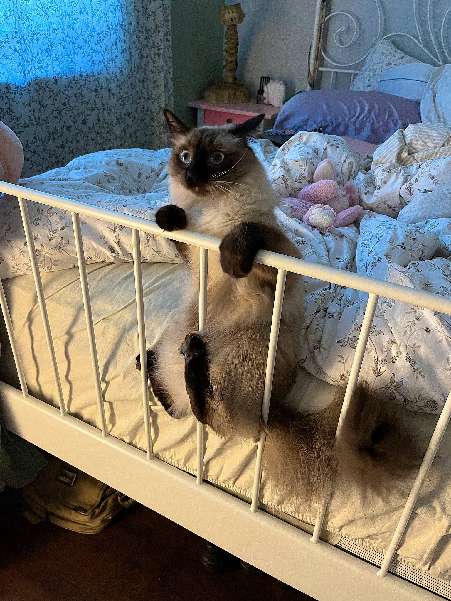 Beans is registered to the contest to win money with this photo: blue, box, carnivore, cat, cat_supply, comfort, domestic_short_haired_cat, fawn, felidae, flooring, fur, grey, metal, pet_supply, room, siamese, small_to_medium_sized_cats, tail, whiskers, wood