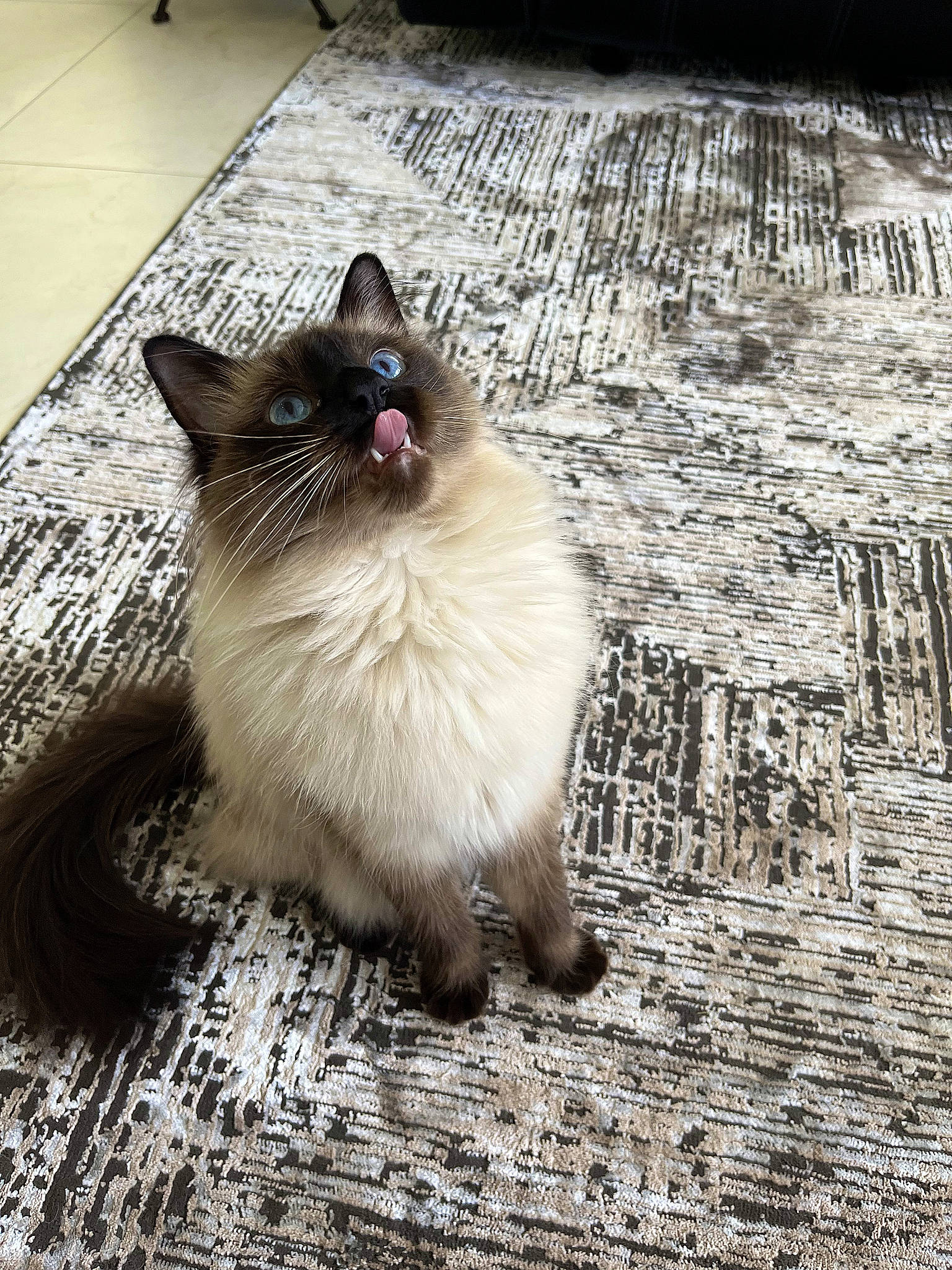 Beans joined the competition — help win amazing prizes! birman, carnivore, cat, felidae, flooring, foot, fur, grey, hardwood, iris, road_surface, siamese, sitting, small_to_medium_sized_cats, snout, street, tail, thai, whiskers, wood
