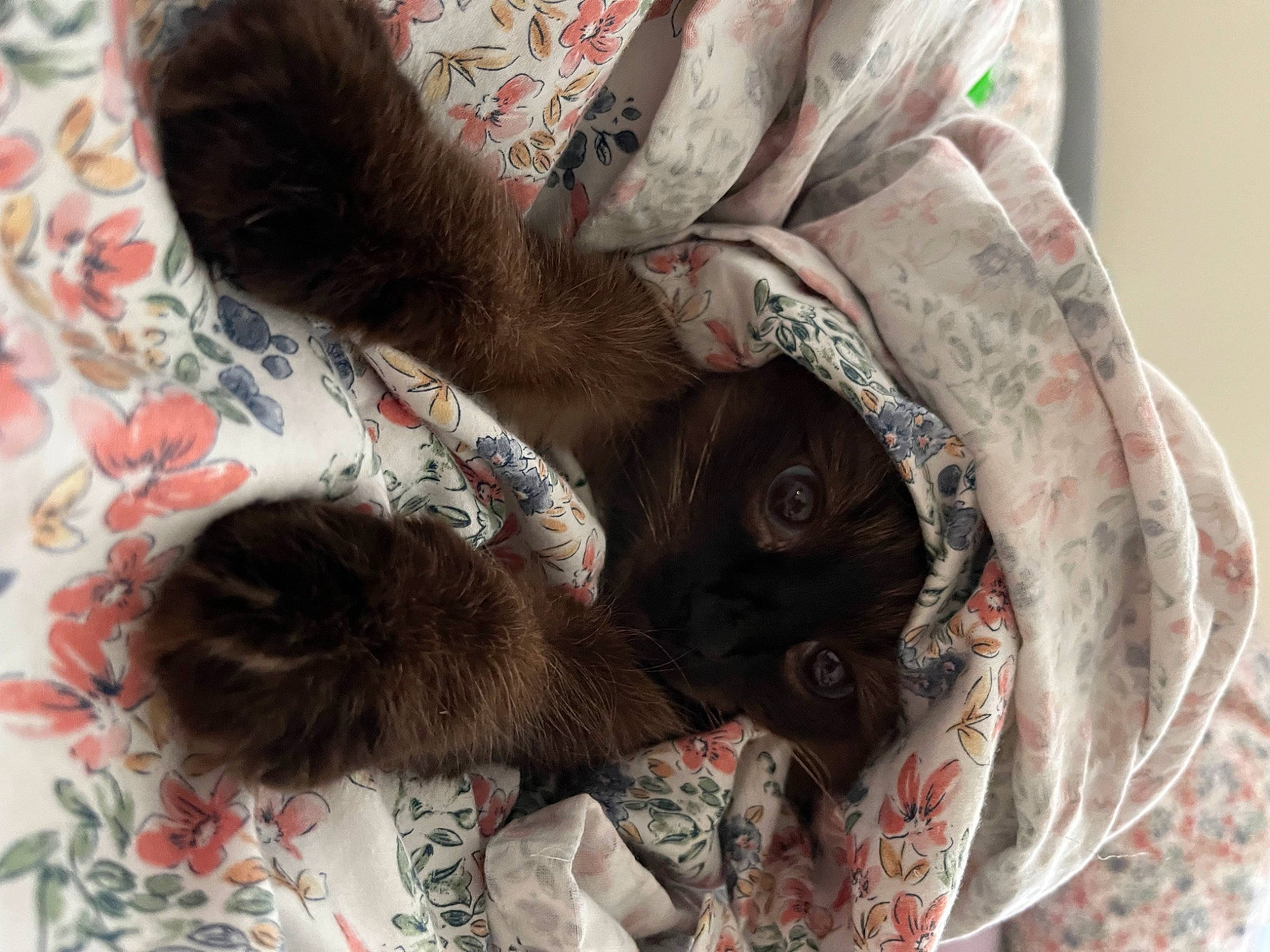 Beans joined the competition — help win amazing prizes! carnivore, cat, claw, comfort, domestic_short_haired_cat, fawn, felidae, fur, linens, liver, nap, pattern, small_to_medium_sized_cats, tail, textile, thread, tree, whiskers, wool