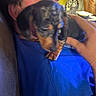 Pepper is registered to the contest to win money with this photo: person, puppy, dog, glasses, indoor, blue_shirt, hand, couch, furniture, closeup, face, pet, animal, brown, black, holding, comfort, blur, shoulder, home
