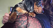 Pepper joined the competition — help win amazing prizes! person, dog, puppy, dachshund, glasses, indoor, holding, black_hair, patterned_clothing, mesh_fabric, pet, cute, animal, face, portrait, closeup, warm_lighting, brown_black_coat, looking_away, cuddle