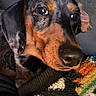 Pepper joined the competition — help win amazing prizes! dog, dachshund, close_up, pet, indoor, colorful_blanket, fur, nose, animal, resting, cozy, portrait, brown, black, ears, face, cute, sleepy, texture, warm_lighting