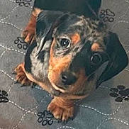 Pepper is registered to the contest to win money with this photo: puppy, dog, dachshund, pet, animal, cute, fur, eyes, paw_prints, quilt, gray, black, brown, small, looking_up, indoor, adorable, young, mammal, companion