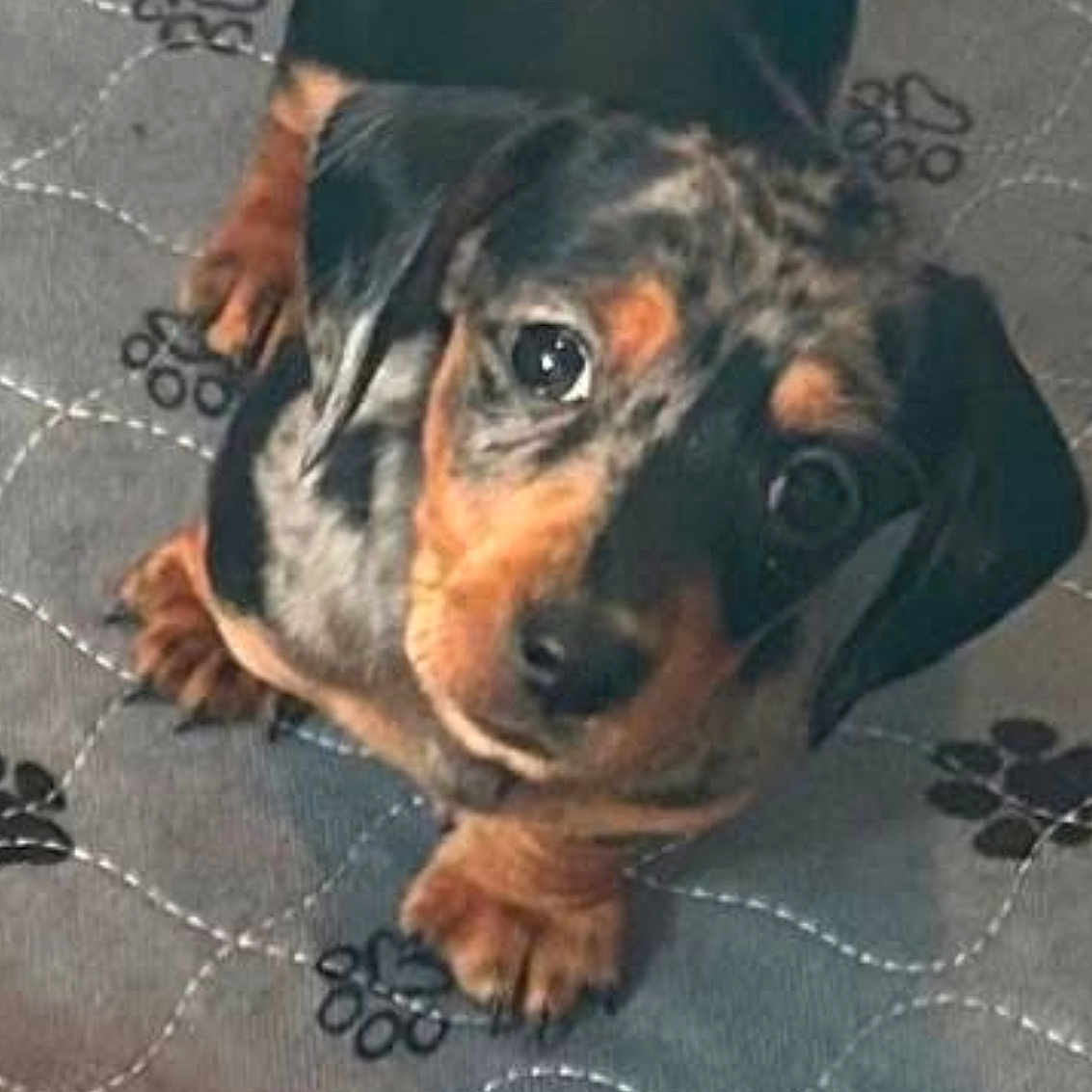 Pepper