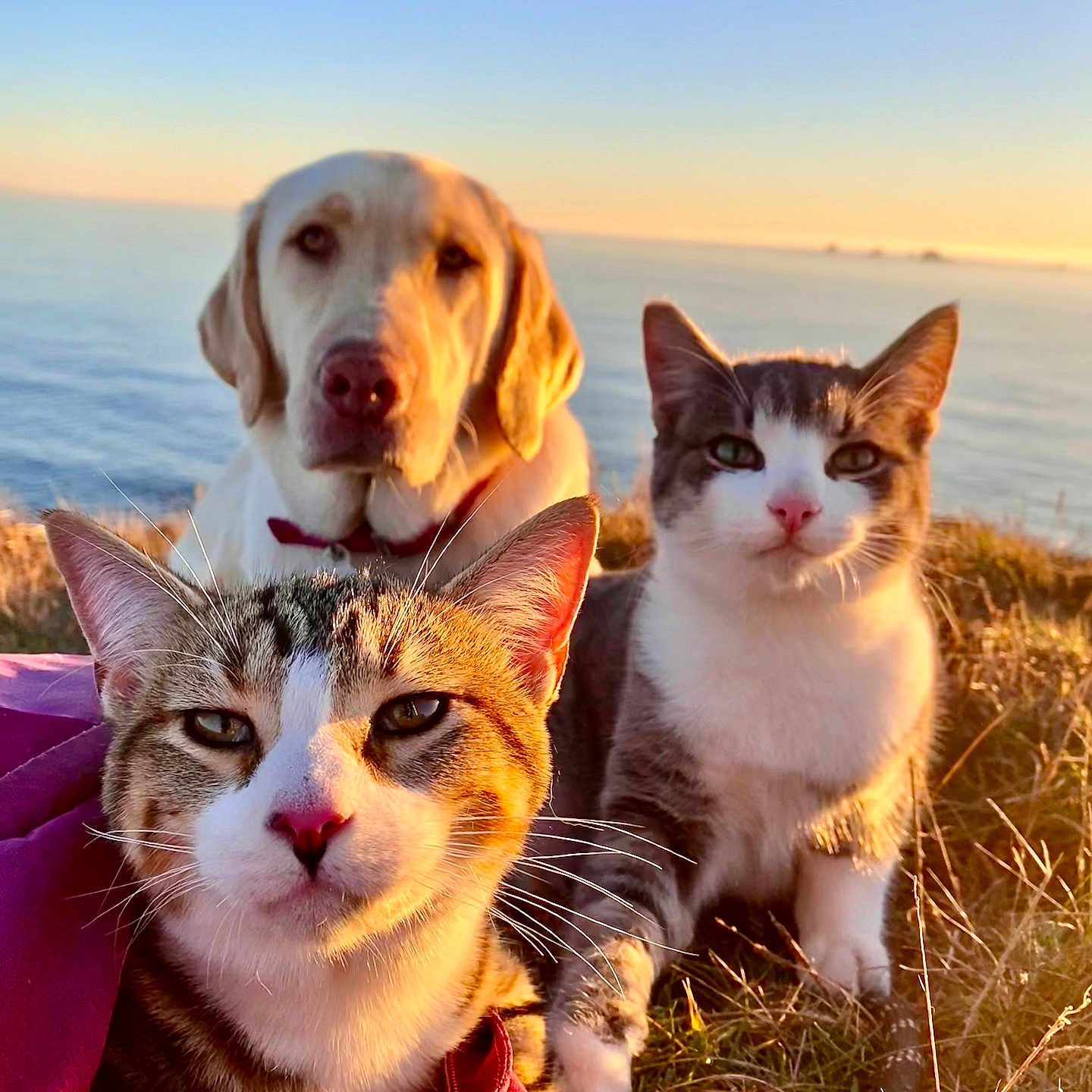 Rebel Mazikeen Sora joined the competition — help win amazing prizes! animal, cat, collar, companions, cute, dog, friendly, fur, grass, mammal, nature, outdoor, pet, portrait, relaxing, sea, sky, sunlight, sunset, whiskers