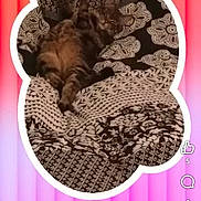 Groot a rejoint le concours — aidez-le/la à gagner de superbes lots ! bed, bedding, blanket, cat, comment, emoji, gradient_background, indoor, interface, orange, pattern, pink, resting, screenshot, sleeping, social_media, tabby_cat, text, user_profile, white_border