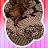 bed, bedding, blanket, cat, comment, emoji, gradient_background, indoor, interface, orange, pattern, pink, resting, screenshot, sleeping, social_media, tabby_cat, text, user_profile, white_border