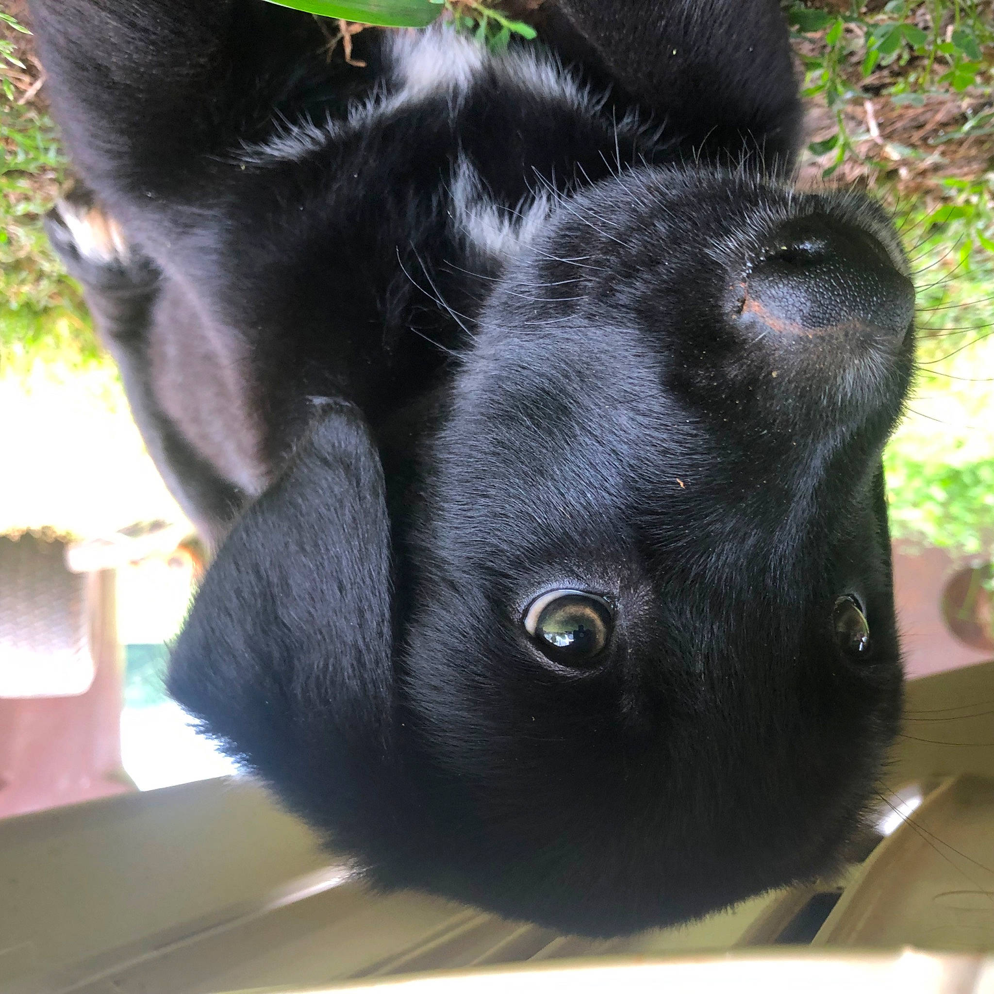 Max is registered to the contest to win money with this photo: borador, canidae, carnivore, collar, companion_dog, dog_breed, dog_collar, ear, felidae, fur, grass, liver, paw, pet_supply, snout, sporting_group, tail, terrestrial_animal, whiskers, working_animal