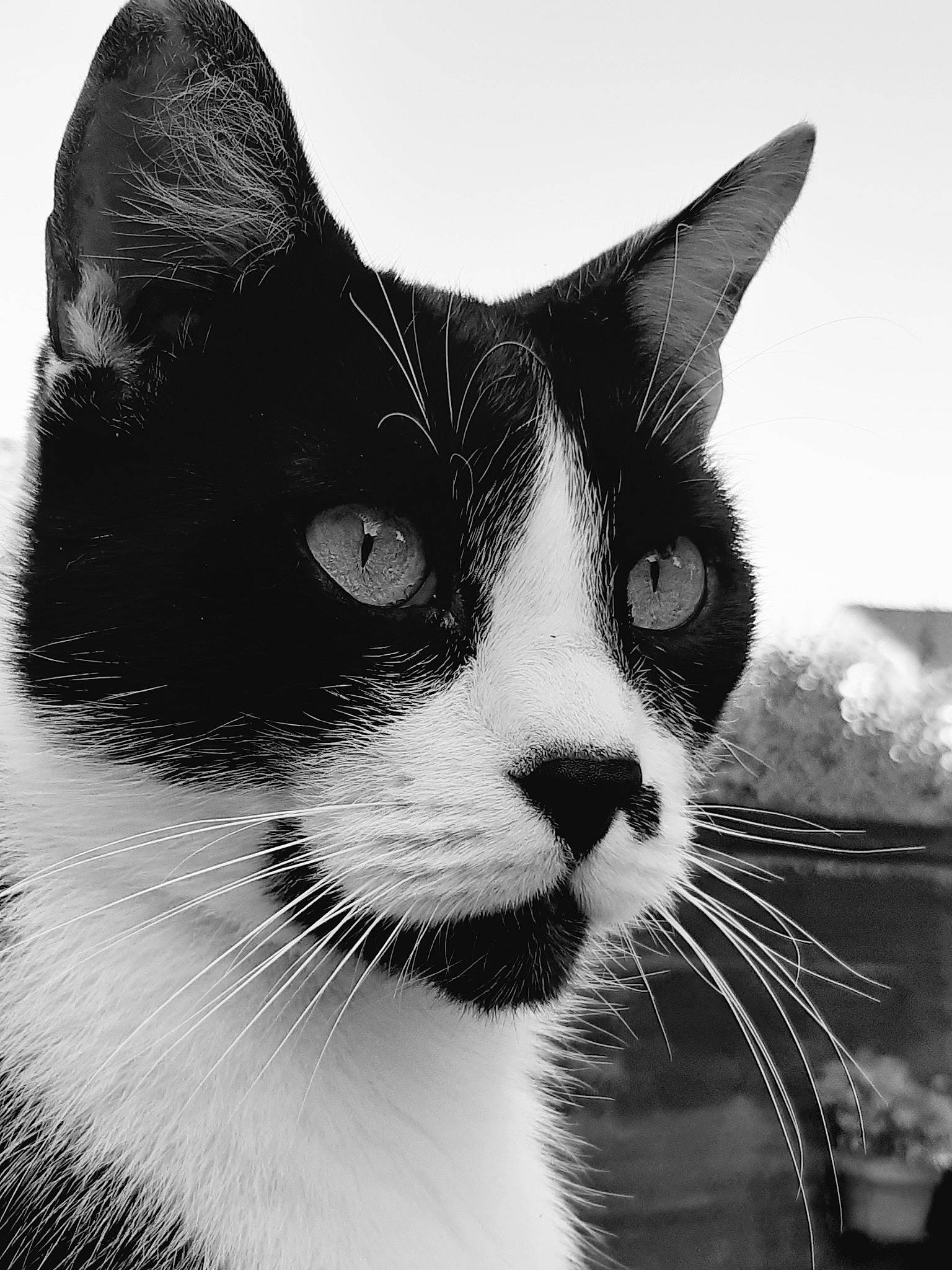 Mimine participe au concours pour gagner de l'argent avec cette photo : black_and_white, carnivore, cat, comfort, domestic_short_haired_cat, eye, felidae, fur, hair, human_body, iris, monochrome, monochrome_photography, nose, small_to_medium_sized_cats, snout, style, tree, whiskers, window