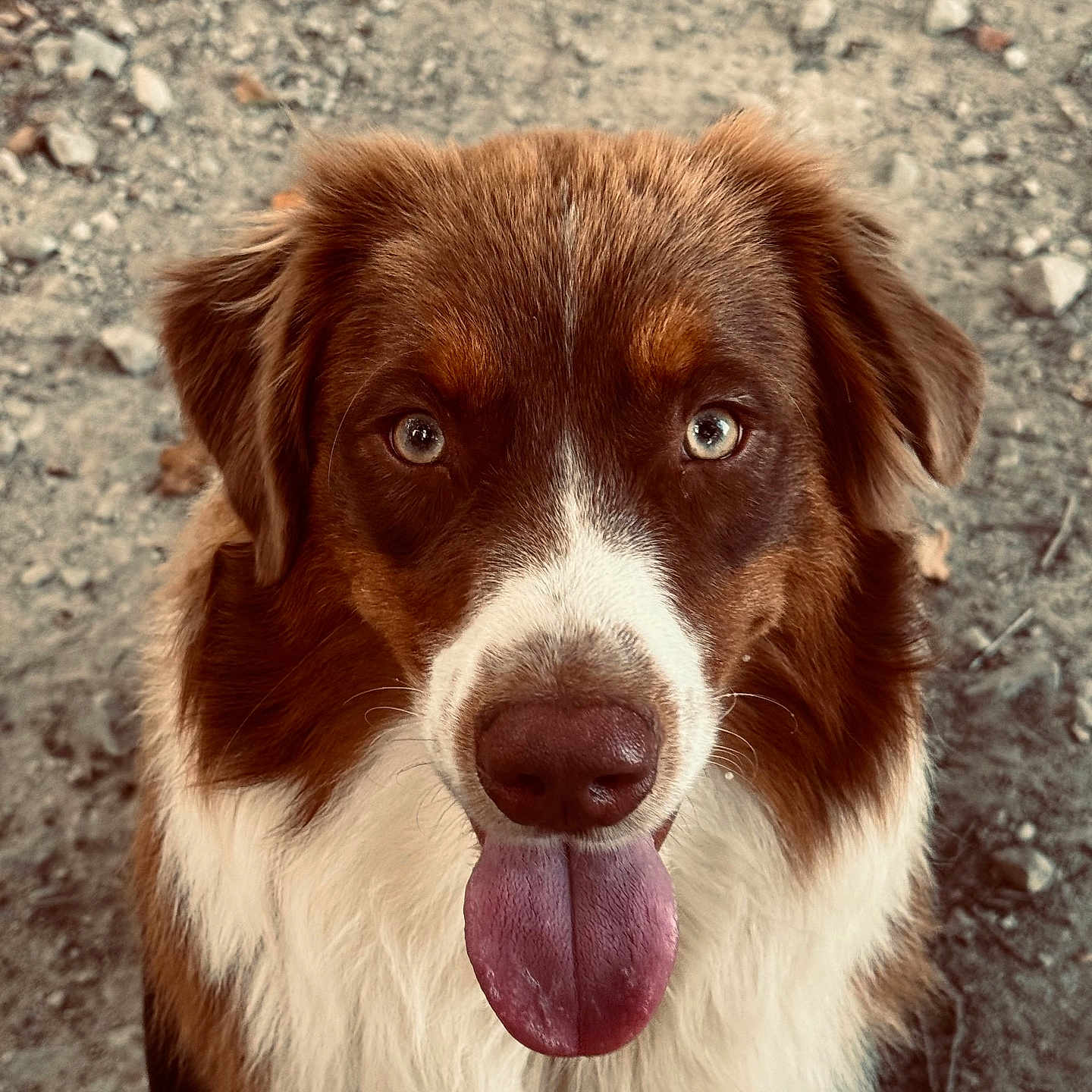 Tigrou a rejoint le concours — aidez-le/la à gagner de superbes lots ! animal, brown_fur, canine, close_up, cute, dog, ears, eyes, friendly, fur, gravel, happy, looking_at_camera, muzzle, nose, outdoor, pet, portrait, tongue_out, white_fur