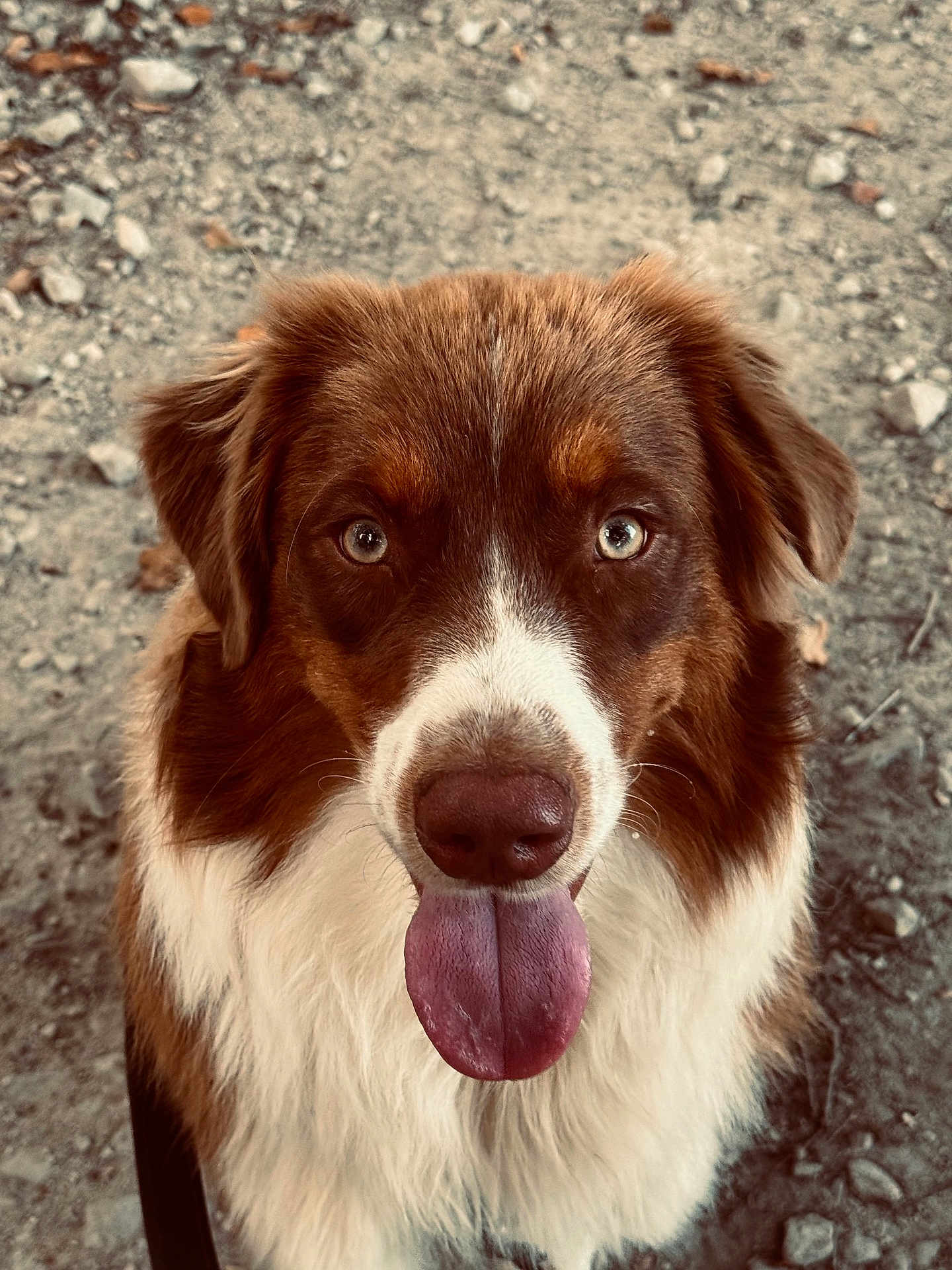 Tigrou a rejoint le concours — aidez-le/la à gagner de superbes lots ! dog, canine, pet, brown_fur, white_fur, tongue_out, close_up, outdoor, gravel, animal, friendly, cute, portrait, fur, muzzle, ears, eyes, nose, happy, looking_at_camera
