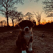 Tigrou a rejoint le concours — aidez-le/la à gagner de superbes lots ! puppy, dog, sunset, dirt_path, trees, bare_trees, silhouette, outdoor, animal, pet, nature, sky, evening, cute, fur, sitting, young_dog, leash, ground, scenic
