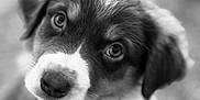 Tigrou participe au concours pour gagner de l'argent avec cette photo : puppy, dog, close_up, black_and_white, animal, portrait, cute, fur, face, eyes, ears, pet, outdoor, young, adorable, whiskers, snout, soft_focus, expression, head_tilt