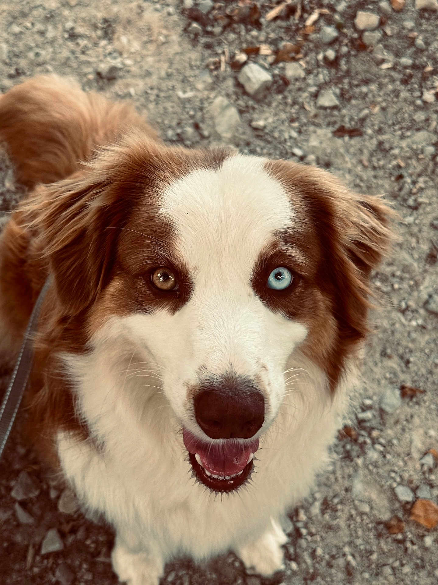 Taïla