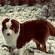 Taïla participe au concours pour gagner de l'argent avec cette photo : dog, snow, grass, winter, outdoor, animal, canine, forest, nature, brown, white, fur, blue_eyes, standing, alert, cold, wintertime, pet, mammal, scenery
