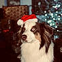 Taïla participe au concours pour gagner de l'argent avec cette photo : dog, santa_hat, holiday, christmas_tree, pet, portrait, indoor, festive, decorations, lights, furry, animal, cute, celebration, christmas, winter, fluffy, canine, brown, white