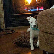 Remi joined the competition — help win amazing prizes! dog, fireplace, couch, pillow, wooden_floor, indoor, pet, warm, cozy, curious, white_dog, blue_collar, home, living_room, fire, glow, furniture, animal, comfort, relaxation