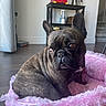 animal, brindle, companion, cozy, curious, cute, dog, fluffy, french_bulldog, furniture, hardwood_floor, home, indoor, kettle, pet_bed, pink, popcorn_machine, seated, shelf, staircase