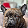 Prada joined the competition — help win amazing prizes! animal, blanket, blurred_background, brown_fur, close_up, companion, cozy, cute, dog, domestic, ears, face, french_bulldog, indoors, living_room, pet, resting, sleepy, snout, wrinkles