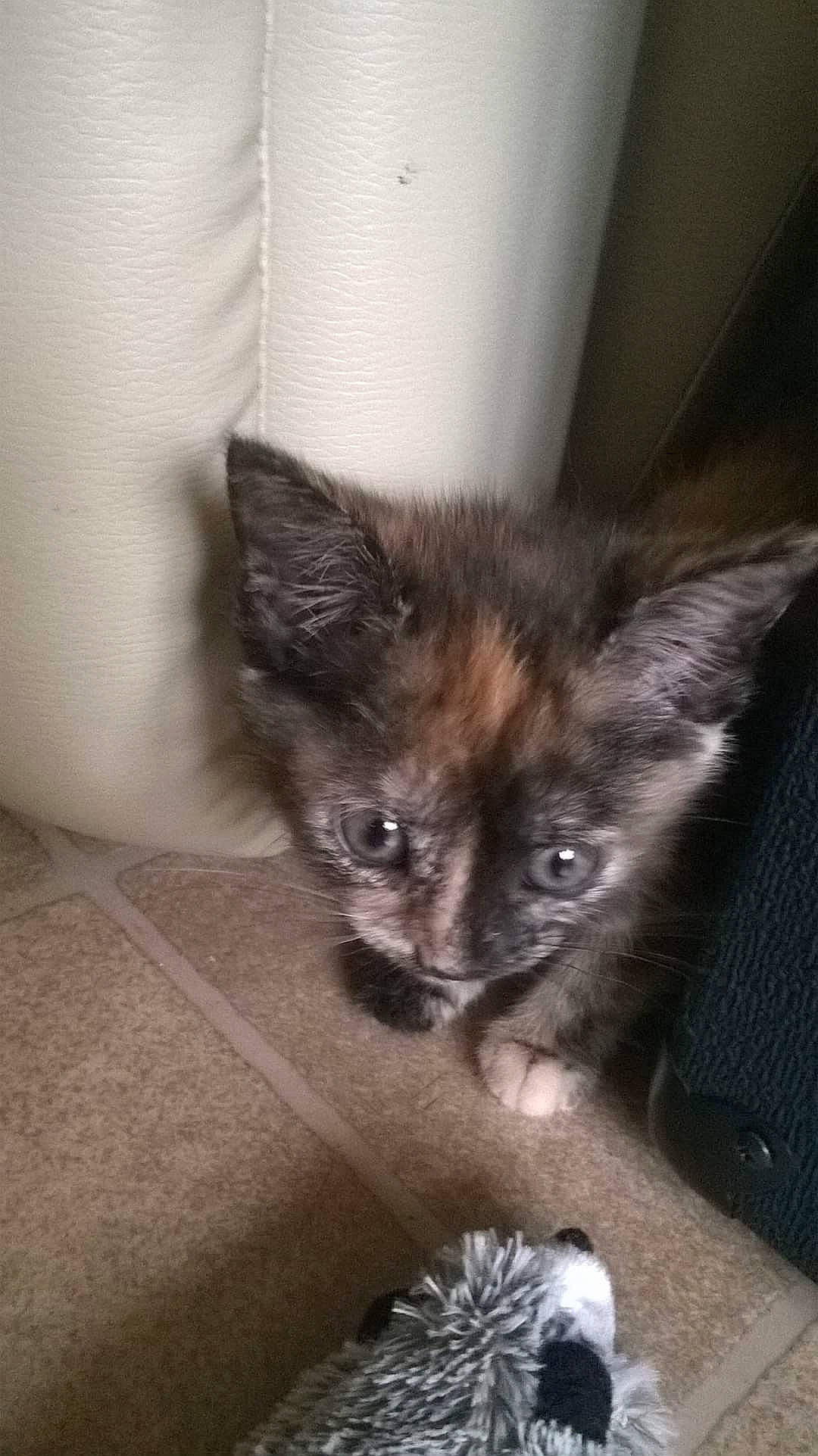 Naya participe au concours pour gagner de l'argent avec cette photo : canidae, carnivore, cat, claw, dog_breed, domestic_short_haired_cat, fawn, felidae, fur, paw, plant, small_to_medium_sized_cats, snout, tail, whiskers