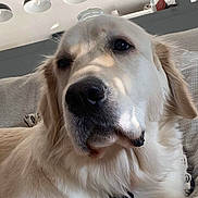 Sao participe au concours pour gagner de l'argent avec cette photo : dog, golden_retriever, pet, indoor, couch, close_up, canine, fur, relaxed, sunlight, shadow, domestic_animal, nose, ear, collar, tag, home, cozy, resting, animal