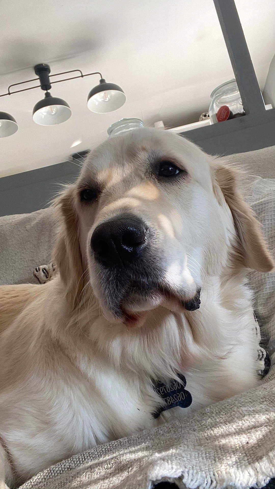 Sao participe au concours pour gagner de l'argent avec cette photo : dog, golden_retriever, pet, indoor, couch, close_up, canine, fur, relaxed, sunlight, shadow, domestic_animal, nose, ear, collar, tag, home, cozy, resting, animal