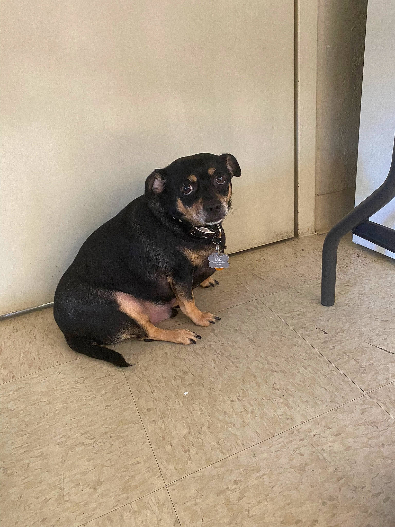 Loki Prince Of Mischief joined the competition — help win amazing prizes! art, canidae, carnivore, companion_dog, dog, dog_breed, fawn, flooring, guard_dog, paw, puppy, rottweiler, tail, terrestrial_animal, toy_dog, working_animal, working_dog