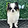 Po